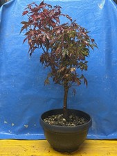 bonsai acero rosso