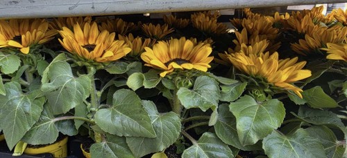 Pianta girasole in vaso - di,