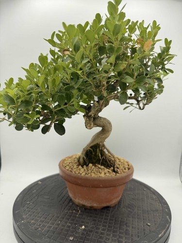 Bonsai bosso n6 - bonsai, di