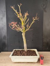 bonsai di acero palmato verde
