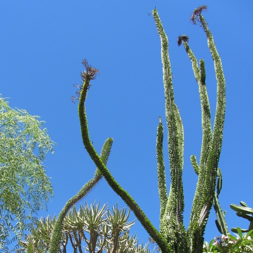 Madagascar ocotillo alluaudia - madagascar,