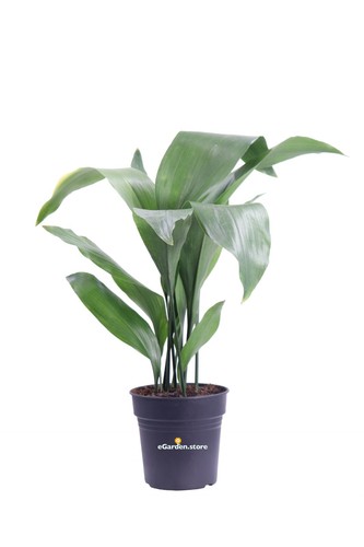 Pianta aspidistra elatior - pianta, di