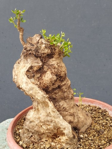 Bonsai olivastro 30x20cm - 30x20cm, in