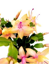 Schlumbergera fiore giallo