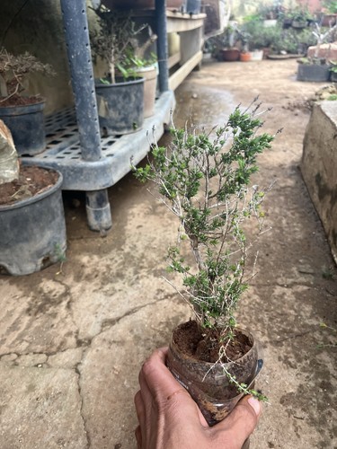 Bonsai timo macchia - timo,