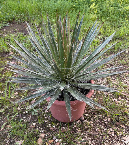 Agave filifera pianta - filifera,