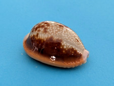 Cypraea helvola argella 7 - argella, 26,7