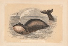 Balena Della Groenlandia