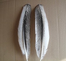 2 piume di pavone bianche e