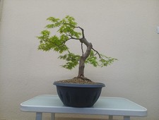 Bonsai acero palmato - bonsai,
