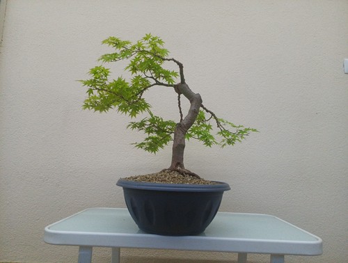 Bonsai acero palmato - bonsai,