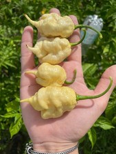 10 semi di peperoncino