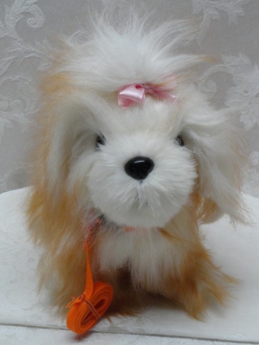Battat shih tzu maltese - tzu,