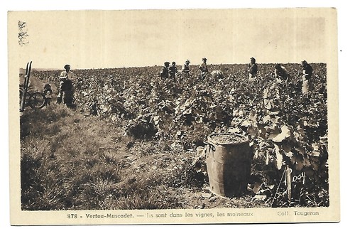 Vertou muscadet les - 44,