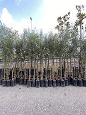 Piante di ulivo o olivo (Olea