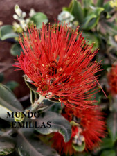 200 Semi Freschi Metrosideros