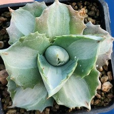 Agave potatorum cv