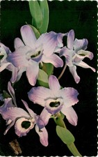 DENDROBIUM NOBILE ORCHARDS