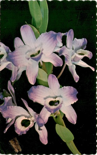 Dendrobium nobile fruchards - dendrobium,