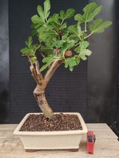 bonsai di fico  h 55 cm visita