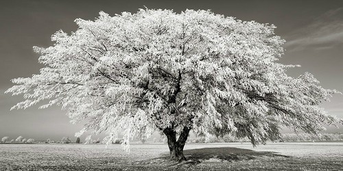 Quadro albero tiglio con neve - quadro,