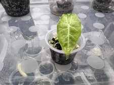 Alocasia Watsoniana Pink