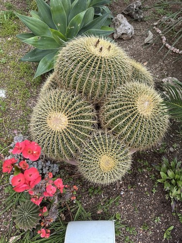 Pianta echinocactus - pianta,