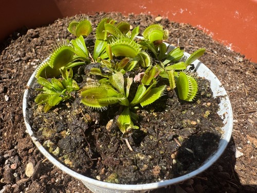 Dionaea muscipula pianta - /,