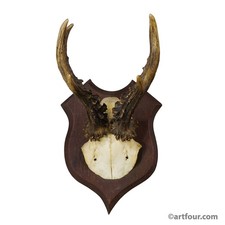 Antico trofeo capriolo su