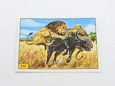 Mammiferi 240 panini - mammiferi, ed.