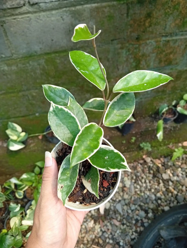 Pianta rara variegata hoya - rara,
