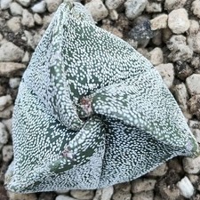 Astrophytum myriostigma