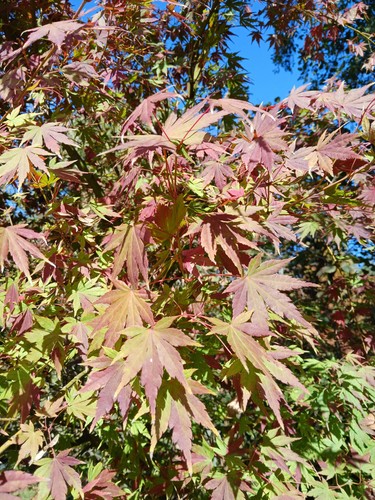 Acer palmatum - , cv
