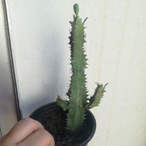 Suculenta euphorbia trigona - euphorbia,