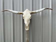 Longhorn TESCHIO DI STERZO 4