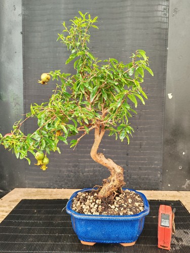 Bonsai melograno h - melograno,
