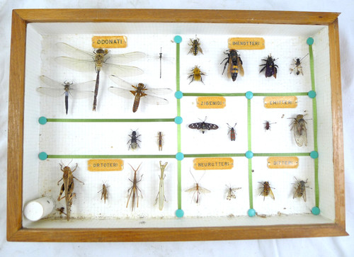 Entomologia insetti - entomologia,