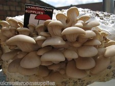 Fungo ostrica (Pleurotus
