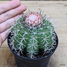 Melocactus matanzanus Vaso 10