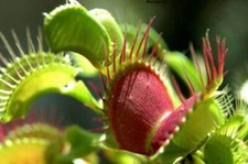 DIONAEA MUSCIPULA VENUS FLYTRAP - PIANTA CARNIVORA, 25 semi SPEDIZIONE GRATUITA