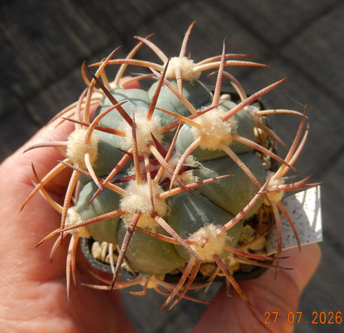Echinocactus horizonthalonius