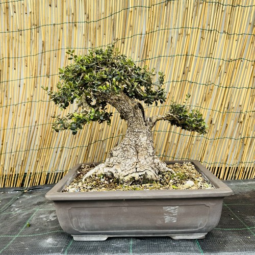 Bonsai olivastro yamadori - di,