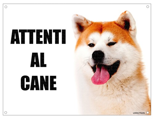 Akita inu attenti cane - inu, al