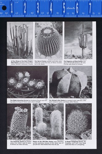 Piante del deserto gigante - piante,