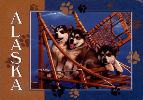 Cuccioli alaska malamute - cuccioli, su