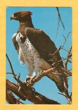 Cartolina Aquila Reale non