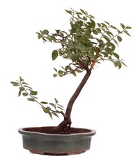 Bonsai - Yamadori - Prunus