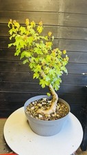 Pre Bonsai Di Acero Minore