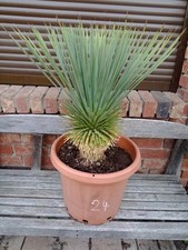 Yucca Rostrata n.24 "Qualità