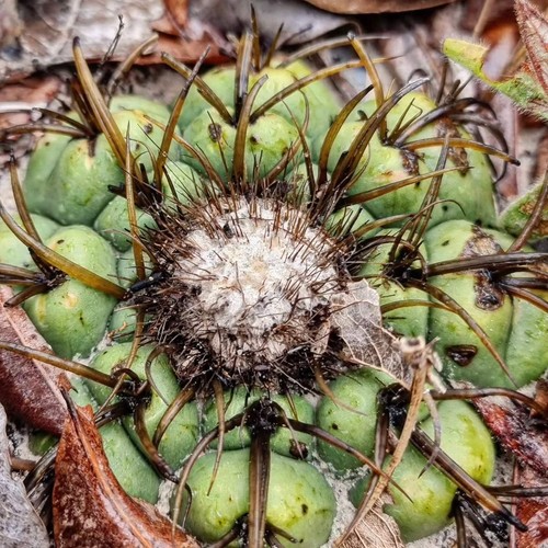 Discocactus catingicola
